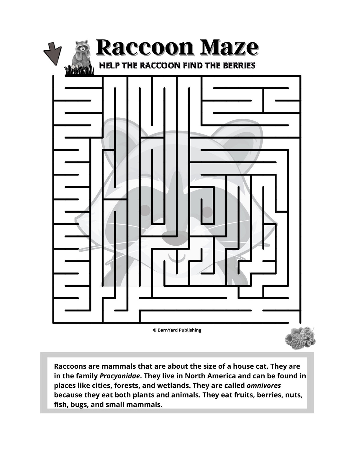 Printable Raccoon Maze ('Easy') - 1 page in color, 1 page B&W, 1 Answer Key - 8.5" x 11" - Fun Printable Maze For Kids